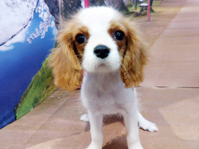 埼玉県のキャバリアキングチャールズスパニエル (ペッツファースト与野店/2025年12月23日生まれ/男の子/ブレンハイム)の子犬の1枚目の画像