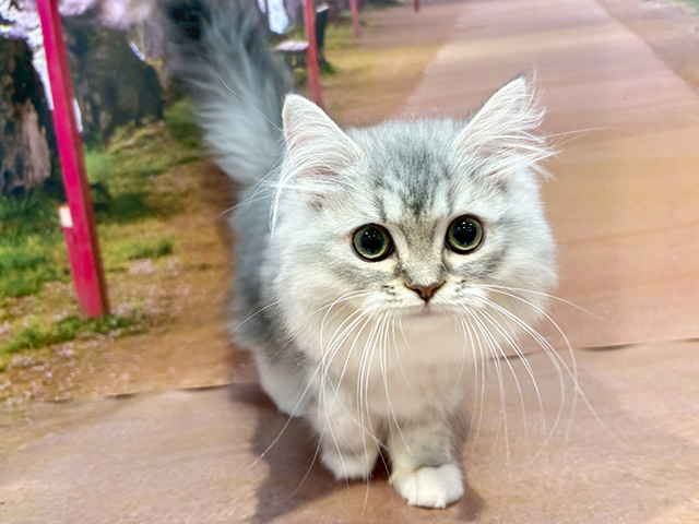 埼玉県のラガマフィン (ペッツファースト与野店/2025年12月28日生まれ/女の子/シルバータビーホワイト)の子猫の1枚目の画像