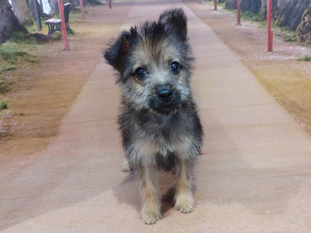 埼玉県のミニチュアピンシャーミックス (ペッツファースト与野店/2026年1月10日生まれ/男の子/セーブル)の子犬の1枚目の画像