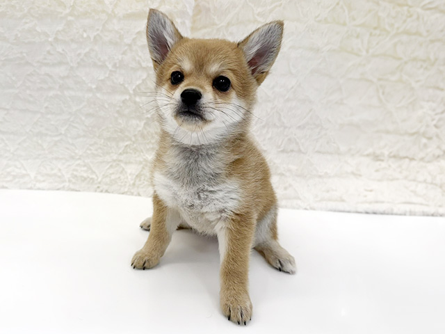 京都府のチワ柴/柴チワ/チワシバ(チワワ×柴) (ペッツファースト京都八幡店/2026年1月11日生まれ/女の子/赤)の子犬の1枚目の画像