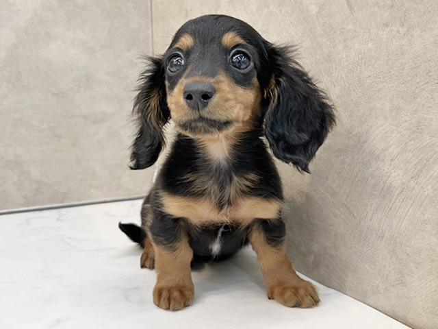 長野県のミニチュアダックスフンド(ロング) (ペッツファースト須坂店/2026年1月5日生まれ/男の子/ブラックタン)の子犬の1枚目の画像