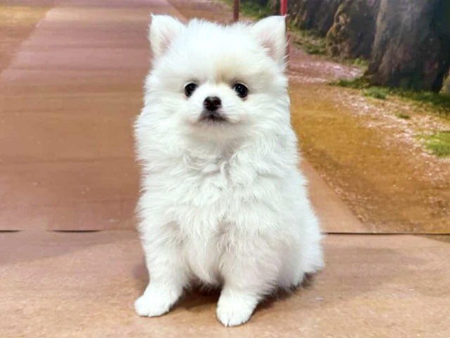 埼玉県のポメチワ/チワポメ/ポメチー(ポメラニアン×チワワ) (ペッツファースト与野店/2026年1月5日生まれ/男の子/ホワイトクリーム)の子犬の1枚目の画像