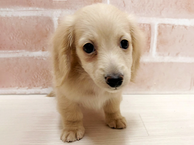 愛知県のカニンヘンダックスフンド(ロング) (ペッツファースト一宮店/2026年1月5日生まれ/男の子/イエロー)の子犬の1枚目の画像