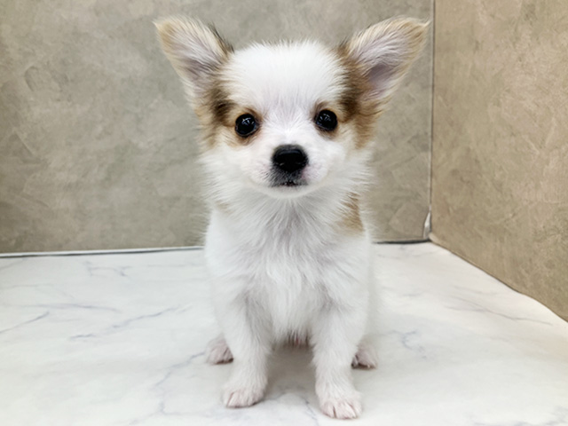 長野県のパピヨン (ペッツファースト須坂店/2026年1月7日生まれ/女の子/ホワイトレッド)の子犬の1枚目の画像