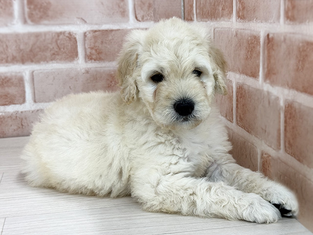 東京都のラブラドゥードル(ラブラドールレトリーバー×プードル) (ペッツファースト八王子多摩美大前店/2026年1月5日生まれ/男の子/クリーム)の子犬の1枚目の画像