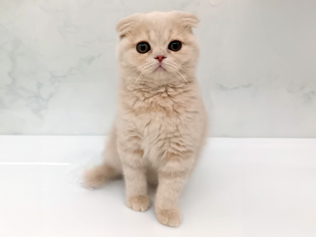 東京都のスコティッシュフォールド (ペッツファーストビバホーム豊洲店/2025年12月16日生まれ/男の子/クリームタビー)の子猫の1枚目の画像
