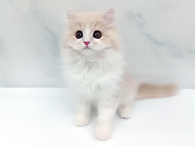 東京都のラガマフィン (ペッツファーストビバホーム豊洲店/2025年12月28日生まれ/女の子/クリームタビーホワイト)の子猫の1枚目の画像