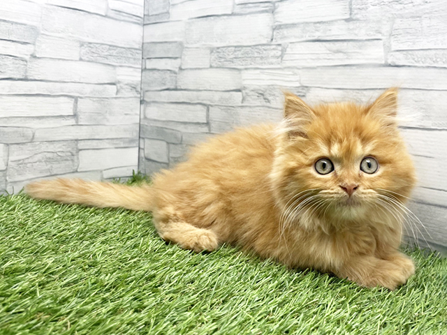 神奈川県のミヌエット (ペッツファースト横浜瀬谷店/2025年12月25日生まれ/男の子/レッドタビー)の子猫の1枚目の画像