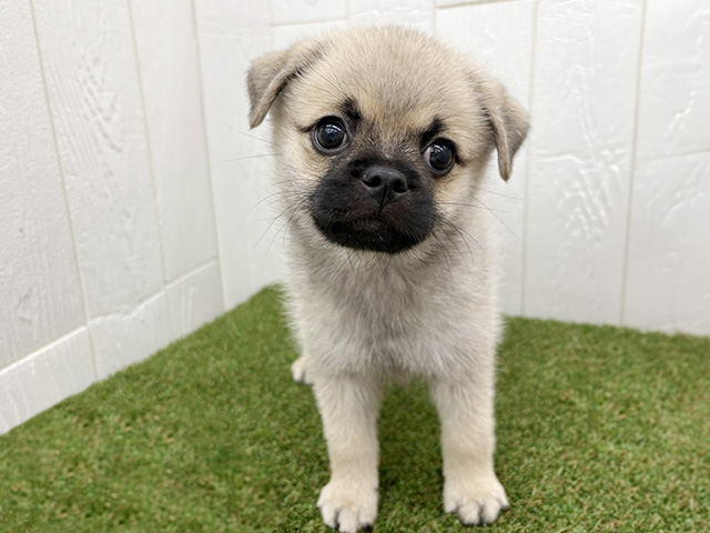 埼玉県のハーフ犬・ミックス犬 (ペッツファースト三郷店/2026年1月11日生まれ/男の子/フォーン)の子犬の1枚目の画像