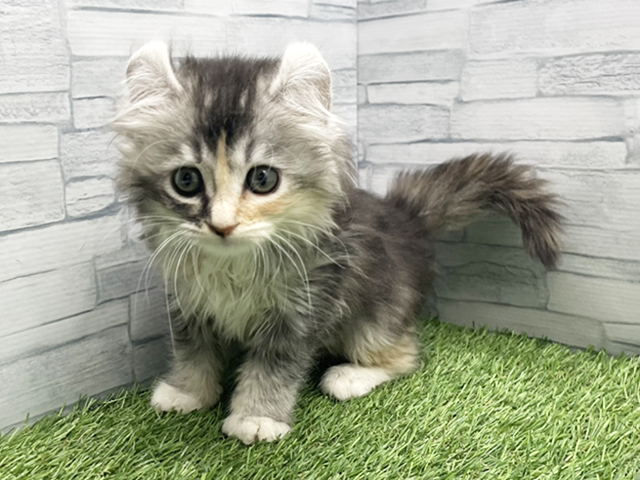 神奈川県のアメリカンカール (ペッツファースト横浜瀬谷店/2026年1月11日生まれ/女の子/シルバーパッチドタビーホワイト)の子猫の1枚目の画像