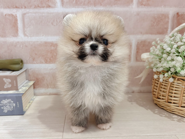 東京都のポメラニアン (ペッツファースト自由が丘店/2026年1月8日生まれ/女の子/パーティーカラー)の子犬の1枚目の画像
