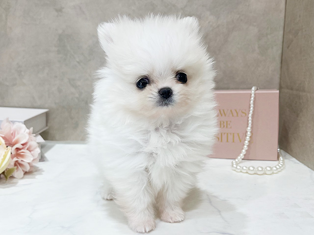 東京都のポメチワ/チワポメ/ポメチー(ポメラニアン×チワワ) (ペッツファースト新宿店/2026年1月9日生まれ/女の子/ホワイト)の子犬の1枚目の画像