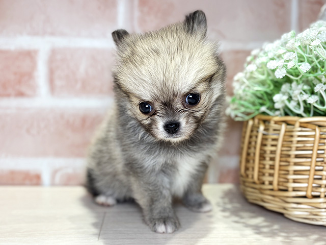 岡山県のポメチワ/チワポメ/ポメチー(ポメラニアン×チワワ) (ペッツファースト倉敷店/2026年1月10日生まれ/女の子/クリームセーブル)の子犬