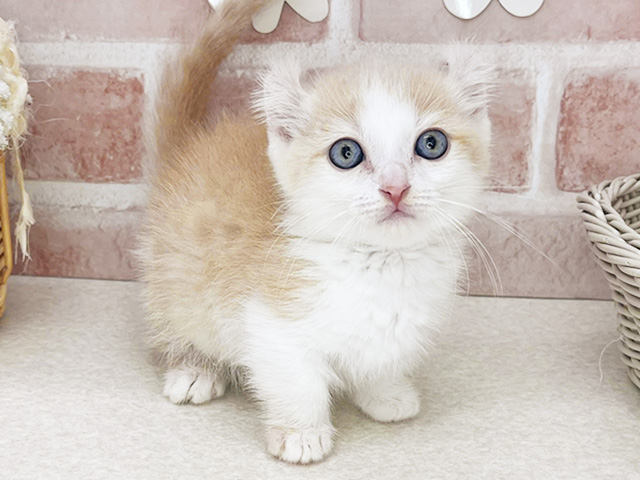 キンカロー, 性別 男の子, 誕生日 2026/01/07, 毛色 クリームタビーホワイト, 出身 茨城県, 店舗 お台場店(東京都), お問い合わせ番号 2510814