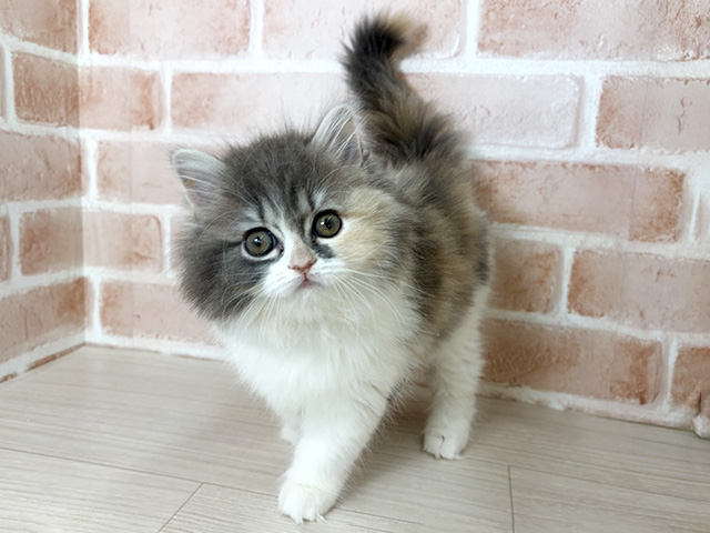 埼玉県のスコティッシュフォールド (ペッツファーストさいたま新都心店/2026年1月9日生まれ/女の子/ダイリュートキャリコ)の子猫の1枚目の画像