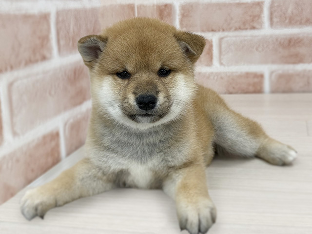 柴犬, 性別 男の子, 誕生日 2026/01/13, 毛色 赤, 出身 埼玉県, 店舗 八王子多摩美大前店(東京都), お問い合わせ番号 100940004