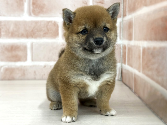 東京都の豆柴 (ペッツファースト八王子多摩美大前店/2026年1月13日生まれ/女の子/赤)の子犬の1枚目の画像
