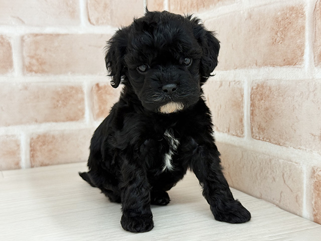 東京都のキャバプー(キャバリア×プードル) (ペッツファースト八王子多摩美大前店/2026年1月13日生まれ/男の子/ブラック)の子犬の1枚目の画像