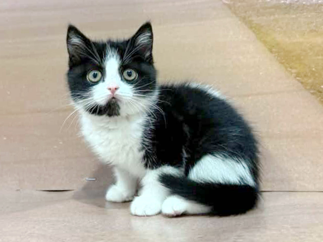 埼玉県のスコティッシュフォールド (ペッツファースト与野店/2026年1月12日生まれ/男の子/ブラックホワイト)の子猫の1枚目の画像