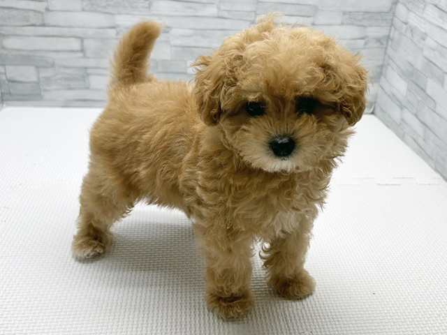 神奈川県のチワプー/プーチー(チワワ×プードル) (ペッツファースト横浜瀬谷店/2026年1月11日生まれ/女の子/アプリコット)の子犬の1枚目の画像