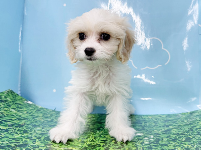 神奈川県のハーフ犬・ミックス犬 (ペッツファースト湘南平塚店/2026年1月7日生まれ/男の子/ブレンハイム)の子犬の1枚目の画像