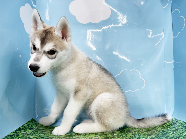 神奈川県のシベリアンハスキー (ペッツファースト湘南平塚店/2026年1月5日生まれ/男の子/シルバーホワイト)の子犬の1枚目の画像