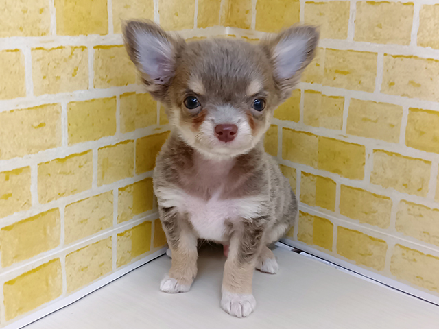 新潟県のチワワ(ロング) (ペッツファースト長岡店/2026年1月5日生まれ/男の子/イザベラタン)の子犬の1枚目の画像