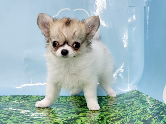 神奈川県のチワワ(ロング) (ペッツファースト湘南平塚店/2026年1月4日生まれ/男の子/ホワイトフォーン)の子犬の1枚目の画像