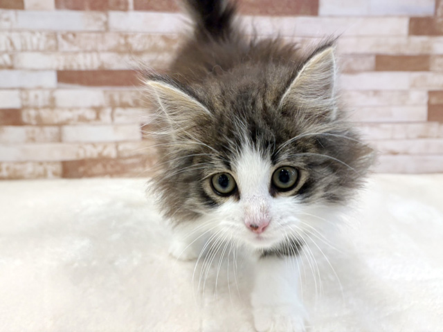 大阪府のノルウェージャンフォレストキャット (ペッツファースト美原南インター店/2026年1月11日生まれ/男の子/ブラウンタビーホワイト)の子猫