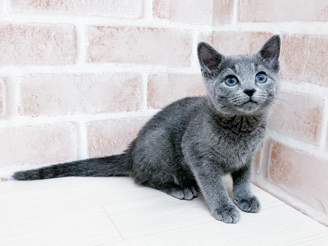 長野県のロシアンブルー (ペッツファースト須坂店/2026年1月9日生まれ/男の子/ブルー)の子猫の1枚目の画像