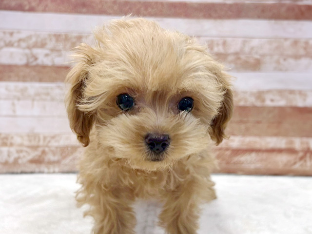 京都府のマルプー(マルチーズ×プードル) (ペッツファースト京都八幡店/2026年1月14日生まれ/男の子/アプリコット)の子犬の1枚目の画像