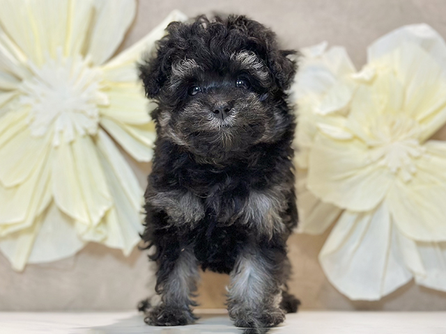 東京都のトイプードル(タイニー) (ペッツファースト原宿店/2026年1月12日生まれ/女の子/ブラックタン)の子犬