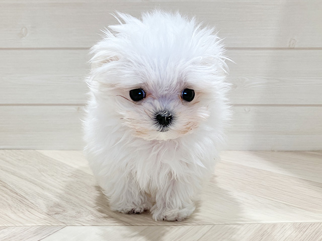 東京都のチワマル/マルチワ(チワワ×マルチーズ) (ペッツファースト豊洲店/2026年1月10日生まれ/男の子/ホワイト)の子犬の1枚目の画像