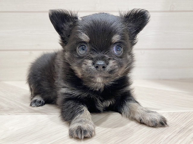 東京都のチワワ(ロング) (ペッツファースト豊洲店/2026年1月12日生まれ/女の子/ブラックタン)の子犬の1枚目の画像