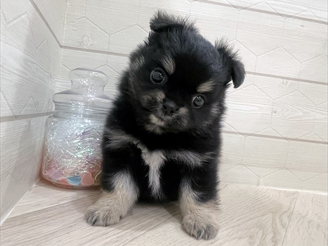 東京都のポメチワ/チワポメ/ポメチー(ポメラニアン×チワワ) (ペッツファースト吉祥寺サンロード店/2026年1月12日生まれ/男の子/ブラックタンホワイト)の子犬の1枚目の画像