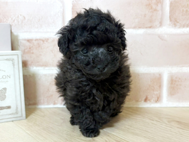 トイプードル