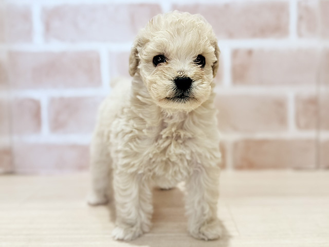 トイプードルミックス