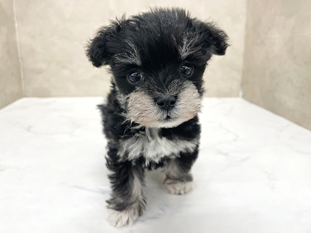 東京都のシュナマル/マルシュナ(シュナウザー×マルチーズ) (ペッツファースト八王子多摩美大前店/2026年1月12日生まれ/男の子/ソルトペッパー)の子犬の1枚目の画像