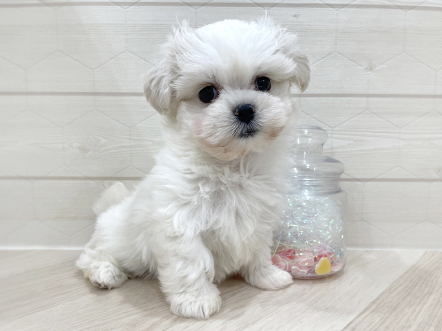 東京都のマルズー/マルシーズ(マルチーズ×シーズー) (ペッツファースト吉祥寺サンロード店/2026年1月8日生まれ/女の子/クリームホワイト)の子犬の1枚目の画像