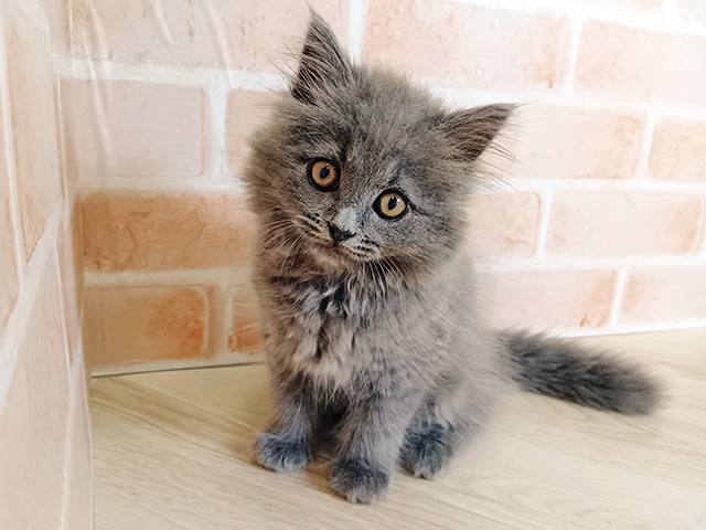 千葉県のサイベリアン (ペッツファースト市川妙典店/2026年1月10日生まれ/男の子/ブルー)の子猫