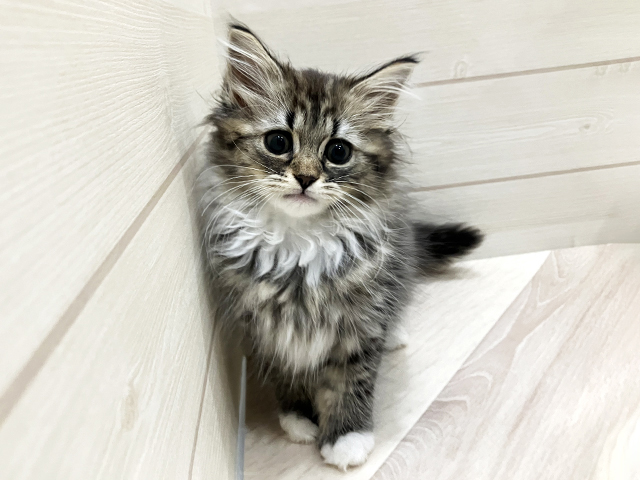 福岡県のサイベリアン (ペッツファースト福岡天神店/2026年1月10日生まれ/女の子/ブラウンタビーホワイト)の子猫の1枚目の画像