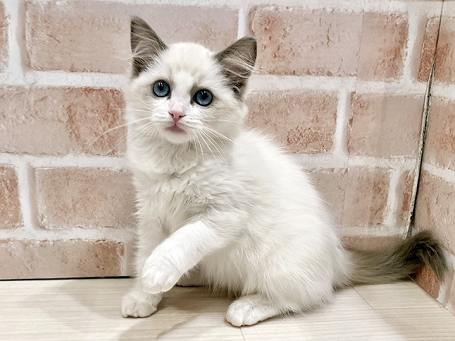 千葉県のラグドール (ペッツファースト流山おおたかの森店/2026年1月8日生まれ/女の子/ブルーポイントバイカラー)の子猫の1枚目の画像
