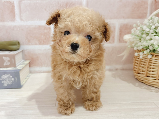 東京都のトイプードル(タイニー) (ペッツファースト自由が丘店/2026年1月12日生まれ/男の子/アプリコット)の子犬の1枚目の画像