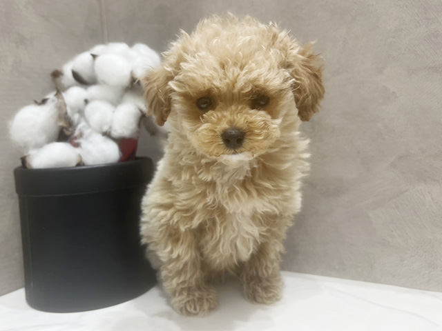 広島県のトイプードル(トイ) (ペッツファースト宇品店/2026年1月12日生まれ/男の子/アプリコット)の子犬