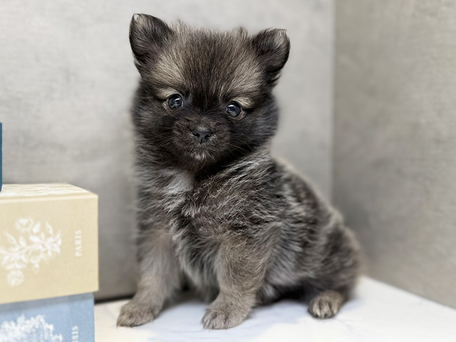 埼玉県のポメチワ/チワポメ/ポメチー(ポメラニアン×チワワ) (ペッツファースト川口店/2026年1月12日生まれ/男の子/オレンジ)の子犬