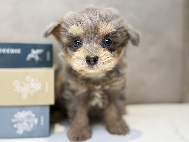 埼玉県のチワプー/プーチー(チワワ×プードル) (ペッツファースト川口店/2026年1月12日生まれ/男の子/ブルータン)の子犬