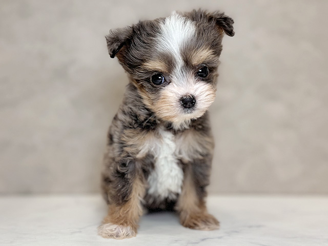 埼玉県のチワプー/プーチー(チワワ×プードル) (ペッツファーストPETEMOレイクタウンmori店/2026年1月12日生まれ/男の子/ブルータンホワイト)の子犬の1枚目の画像