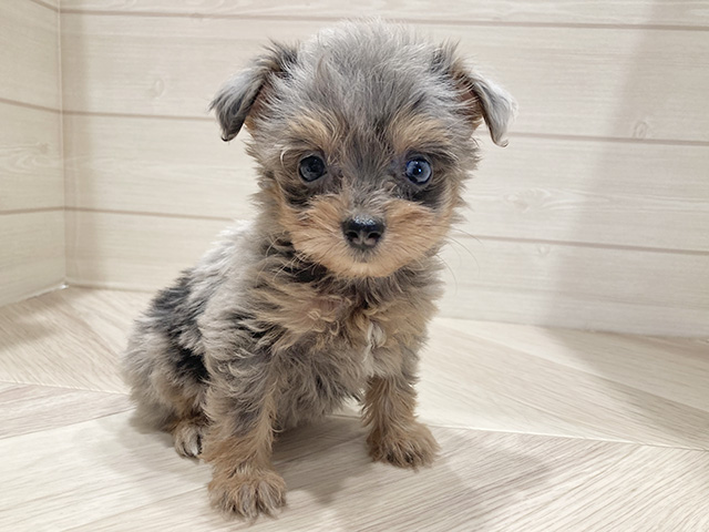 東京都のチワプー/プーチー(チワワ×プードル) (ペッツファースト豊洲店/2026年1月12日生まれ/女の子/ブルータン)の子犬の1枚目の画像