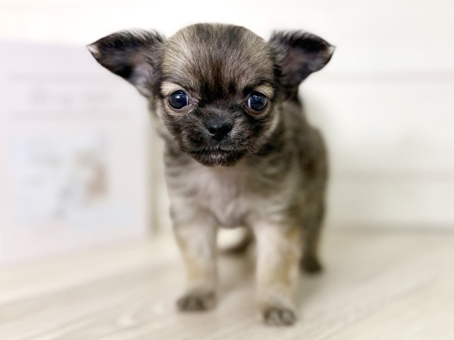 大阪府のチワワ(ロング) (ペッツファースト寝屋川店/2026年1月12日生まれ/女の子/レッド)の子犬の1枚目の画像