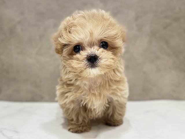 千葉県のマルプー(マルチーズ×プードル) (ペッツファーストららぽーとTOKYO-BAY店/2026年1月12日生まれ/女の子/クリームホワイト)の子犬の1枚目の画像